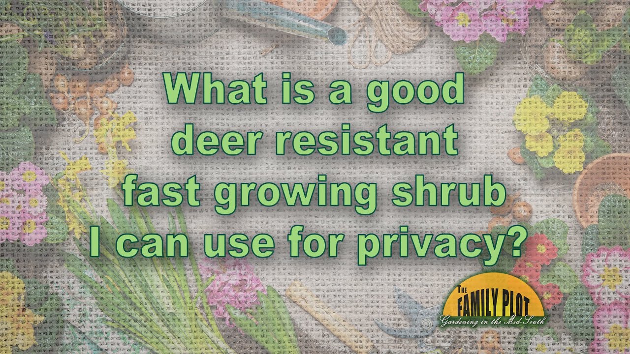 What is a deer resistant fast-growing shrub for privacy? - YouTube