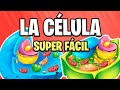 ✅ ¿QUÉ ES LA CÉLULA? 🦠 FÁCIL y PRÁCTICO [2021] 🌿🐒 | DEFINICIÓN | TIPOS DE CÉLULAS | BIOLOGÍA