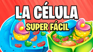 Co jsou hlavní funkce jádra v buňce?