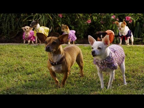 Beverly Hills Chihuahua Full Movie Facts & Review in English /  Piper Perabo / Manolo Cardona