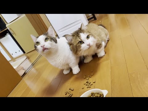 並んで食べてるだけなのに癒してくれる猫