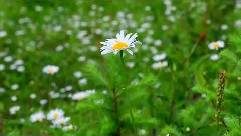 سورة الفاتحة بصوت القارئ تازي شهبون