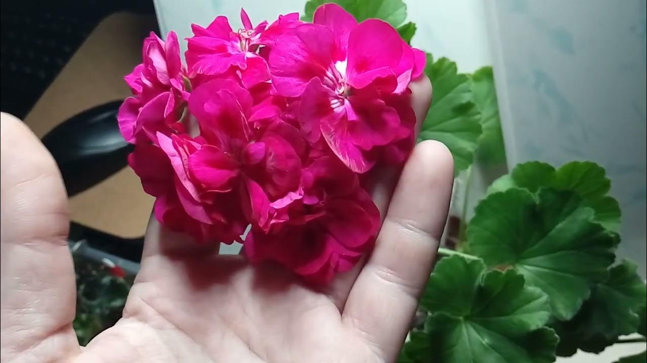 Пеларгония полина фото и описание Неактивно