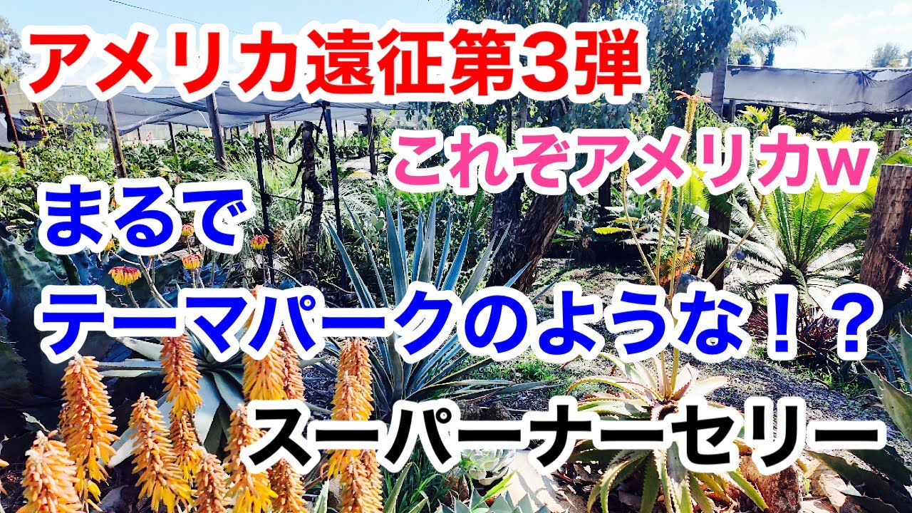 【アメリカ遠征】第3弾！歩いて回れないほどの広さのスーパーナーセリー！！【アガベ/アロエ/多肉植物】