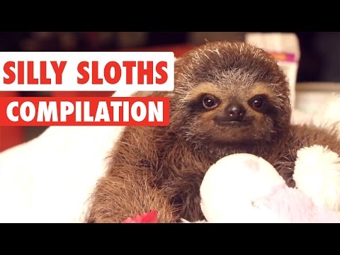 silly-sloths-video-compilation-2017