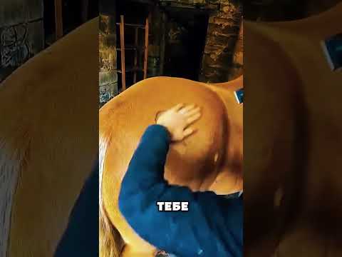 Она решила нарисовать на лошади что-то необычное. ❤️🐴 #животные