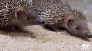 Zoo Insider  Lesser Madagascar Hedgehog Tenrec