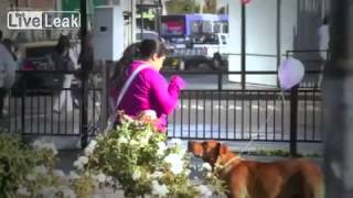 Ação Criativa Ajuda Cães No Chile