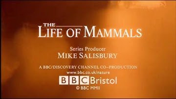 The Life Of Mammals | Intro And End Credits | BBC David Attenborough Documentary