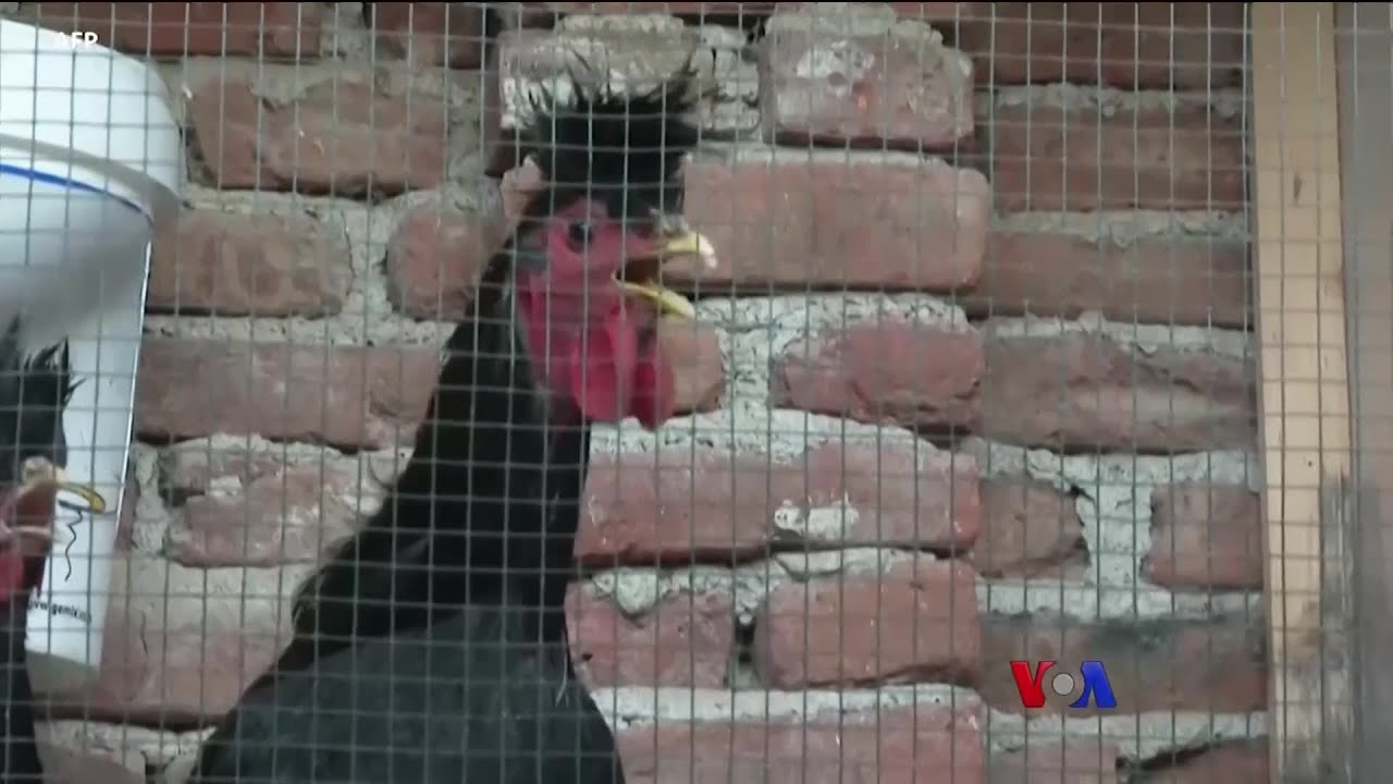 ကြက်သံမထွက် စက်သံထွက်တဲ့ ကြက်မည်း 