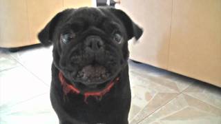 Pug Bark by FuzzyBeastStudio 66,757 views 13 years ago 34 seconds