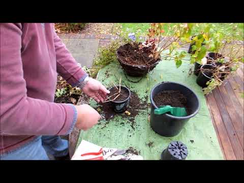 Video: Overwintering Fuchsias: Cara Menanam Fuchsia Musim Sejuk Di Rumah Anda