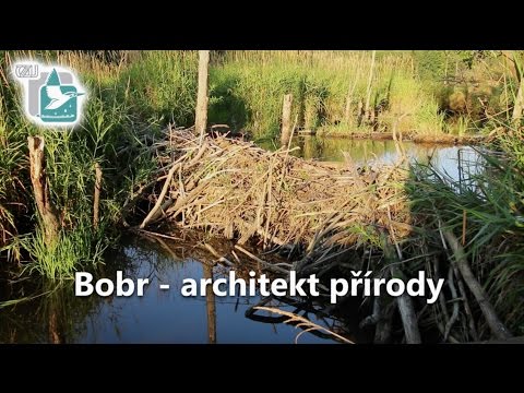 Video: Proč bobři kácí stromy?