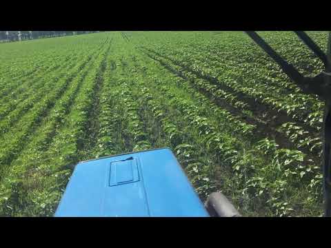 9.06.2020 Підгортаю подсолнух