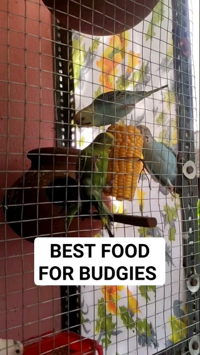 best foodcor budgies parrot | budgies food | love bird food #lovebirds #birds #shorts