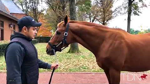 Curlin
