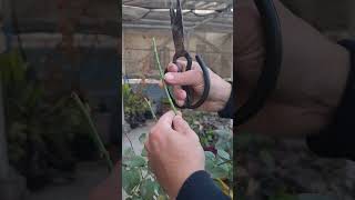 زراعة الورد البلدي ب التفصيل في دقيقة     زراعة الأسطح  زراعة  زراعة  اشجار  اكسبلور         سمعها