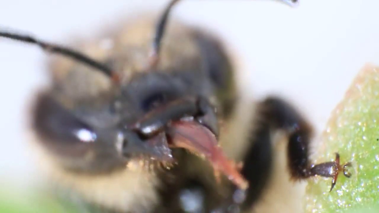 Abeille en video macro  5:1  by Jied nabil