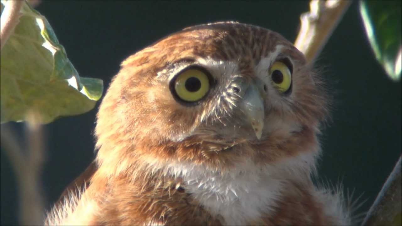 Ferruginous Pygmy-Owl - Caburé - Glaucidium brasilianum 