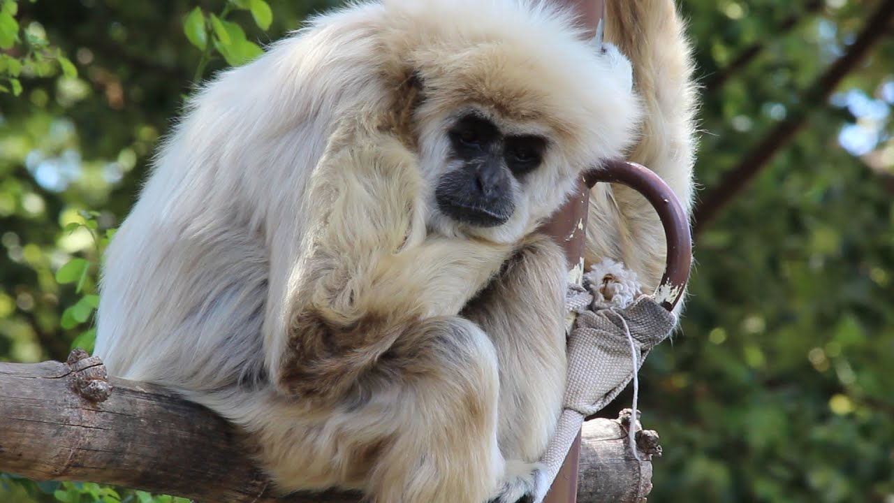 I'm not an orangutan.  I'm a gibbon!