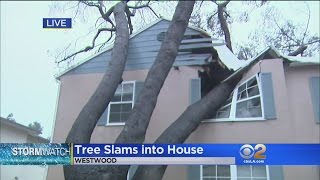 Westwood Home Is Red-Tagged After Fallen Tree Does Heavy Damage