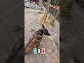 le Malinois GUN 29