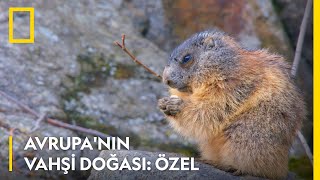 Avrupa&#39;nın Vahşi Doğası Özel | WILD