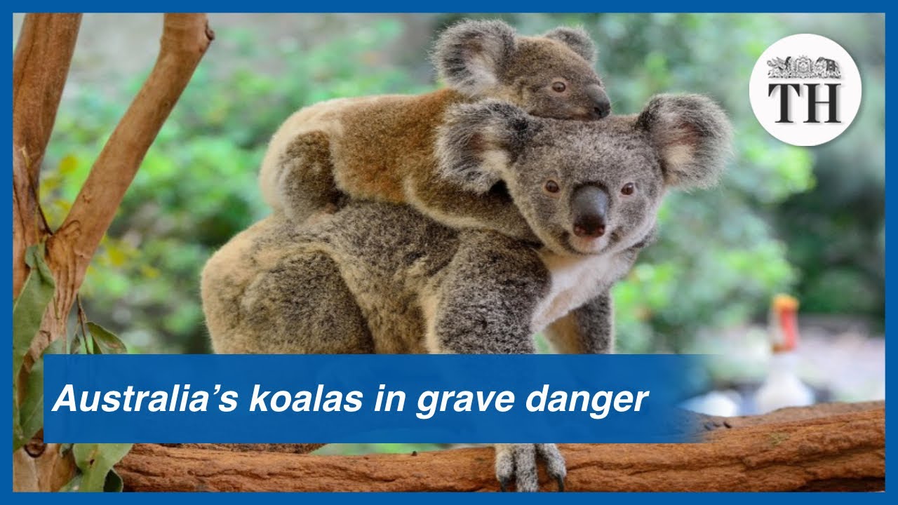 Australia’s koalas likely to extinct by 2050 YouTube