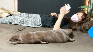 休日にものすごくだらけるママとカワウソ【しゃもじ君】