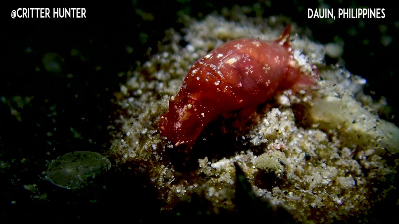 Vellicolla muscaria | Project Nudibranch