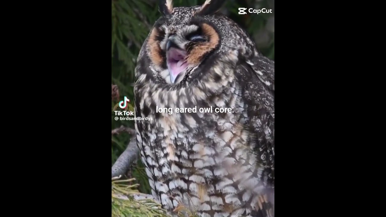 long eared owl core. (credits to all the creators) || 