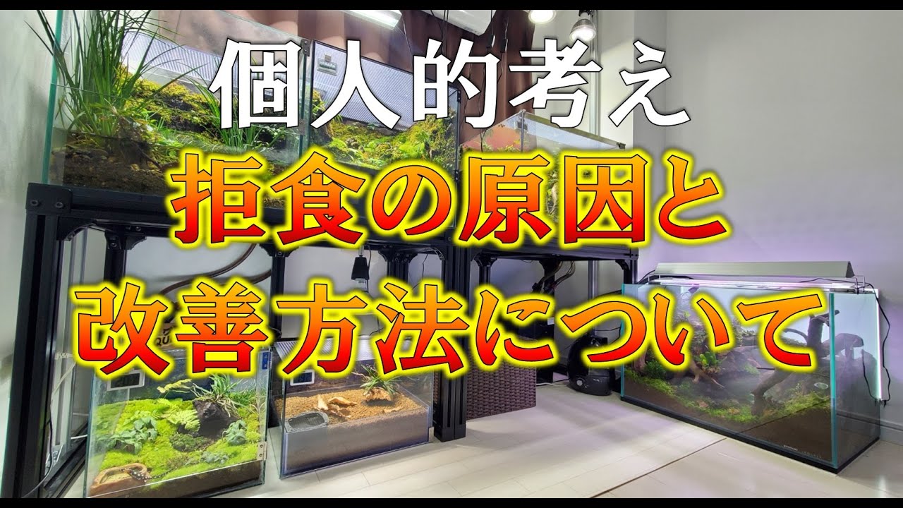 イモリの拒食の原因と改善方法について 改善の選択肢の一つとしてご紹介 Youtube