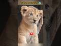 This is why baby lion is blind😱#shorts #ytshorts #facts #animals #lion