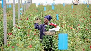 Kenya's flower industry profits wither from Middle East war effect