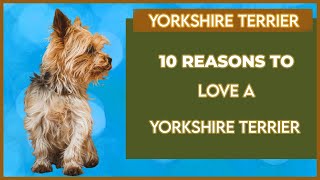 Top 10 REASONS TO LOVE A YORKSHIRE TERRIER