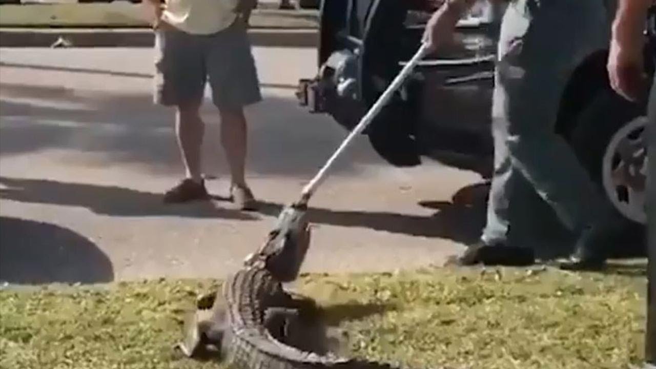 Watch Alligator Put up a Fight After Being Pulled Out From Under Car by Cops YouTube
