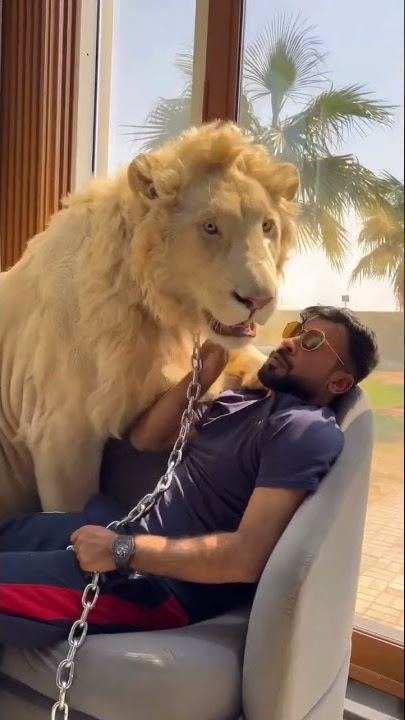 Dubai 🌱 Sheikh With Lion🦁 Tiger🐯 at Home