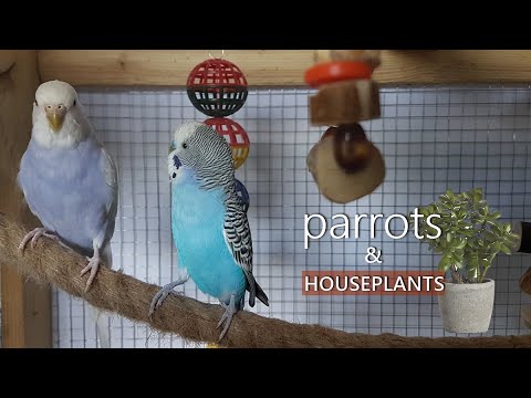 Parrots and houseplants