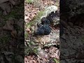Осенний поход в тайгу/13ая картинка-еще чага!/
