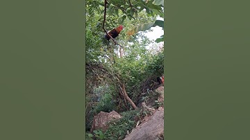 gà rừng số 2 so tài với gà rừng mã vàng.qaib qus qua zoo tiag tiag tiag