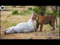 Power of King Tiger - Why Can&#39;t Giant Prey Survive Tiger&#39;s Chase?