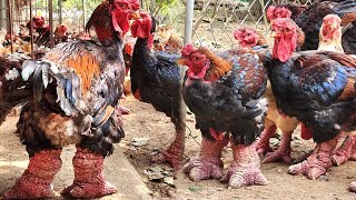 Millions Of Chickens With The WORLD'S BIGGEST LEG Are Raised This Way - Chicken Farming