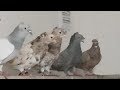 02.05.19. Селекция в голубеводстве.  Breeding in pigeon.