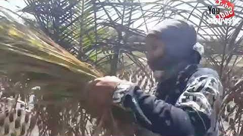 Rege ngapak mbojo bae