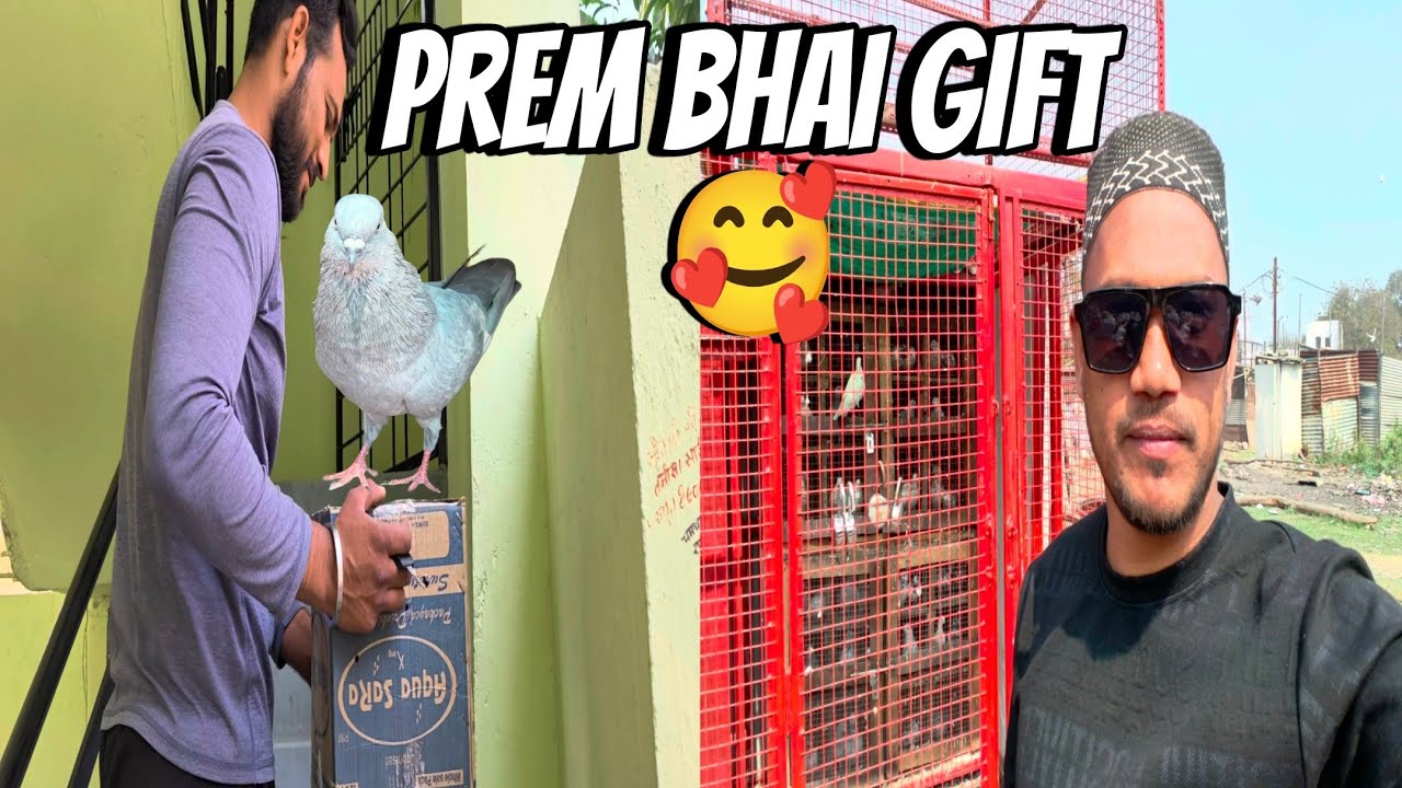 Prem bhai gift kabutar and shock Kasni king 👑 Shubham Bhai||Ashfaque pigeons tips||