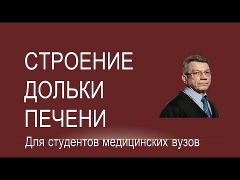 Строение дольки печени.