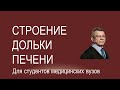 Строение дольки печени.