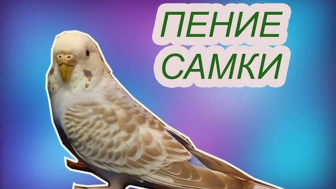 Ең сексуалды порно актерлер