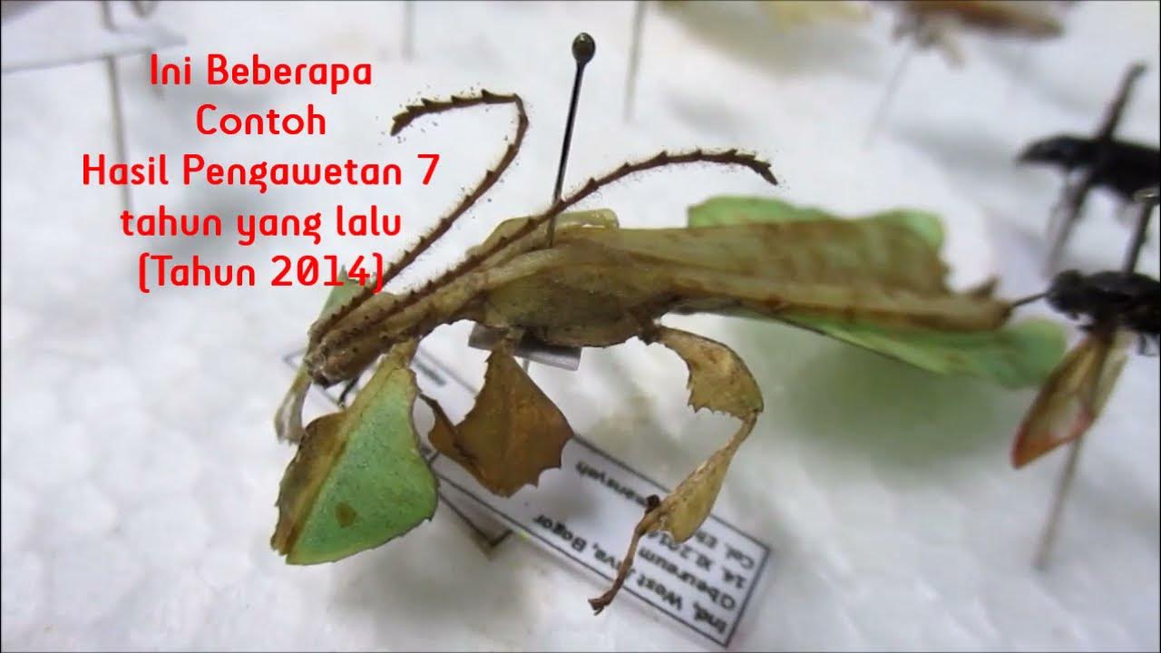 Cara Mengawetkan Serangga (Insect Mounting) - YouTube