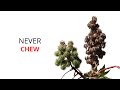 Riccinus Communis (Castor Oil Plant) : The Deadly "Breaking Bad Plant" Explained In 2min